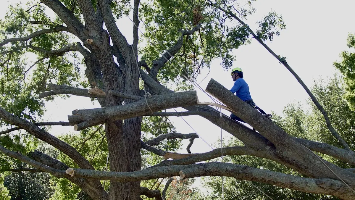 Professional Crown Thinning performed by certified arborists in Forest