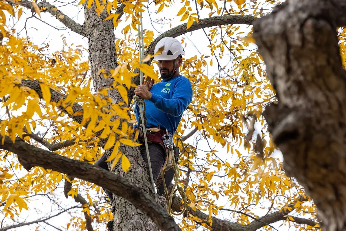 Skilled Tree Planting crew working in Forest